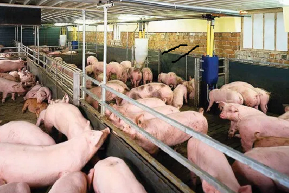 Xử lý nước thải chăn nuôi heo
